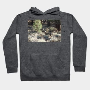 Deer, Wildlife, Mule Deer, Buck, Nature, Gifts Hoodie